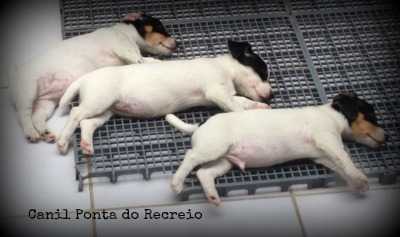 Fotos do canil