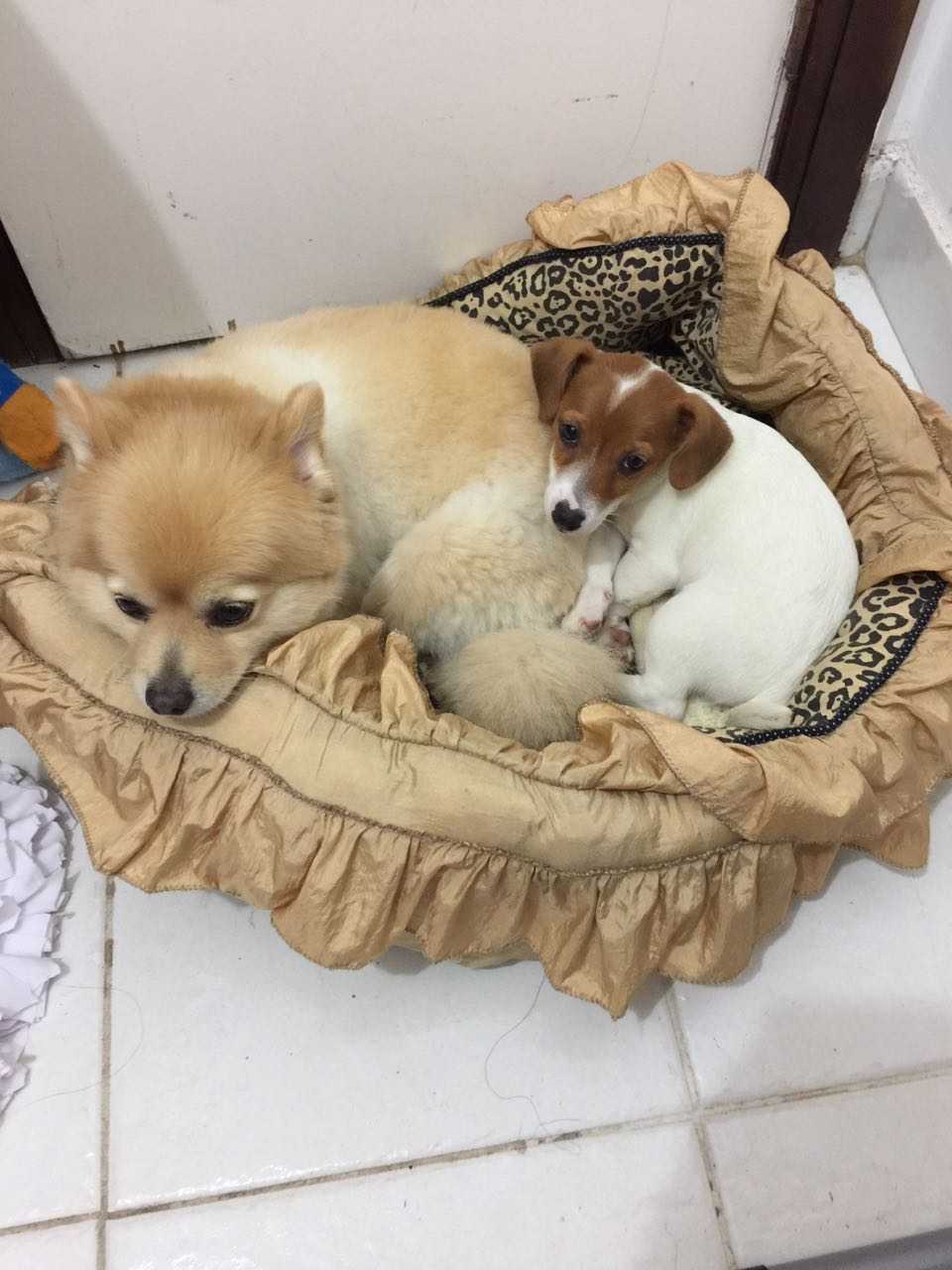  Leon Ponta do Recreio 