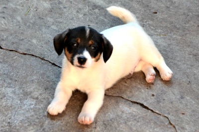  Astor Ponta do Rereio