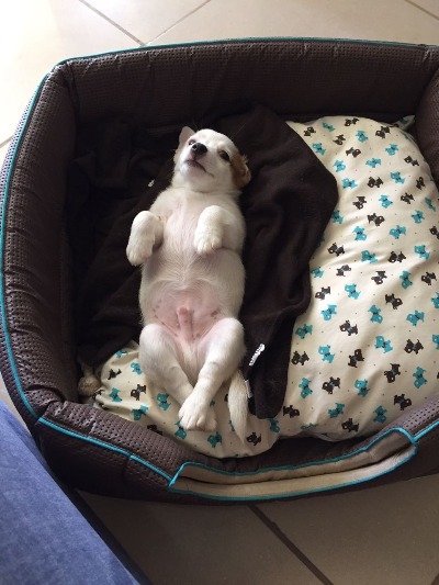 Maradona agora se chama Jack Sparrow!